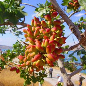 pistachio in Iran