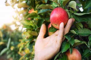 apple harvest time