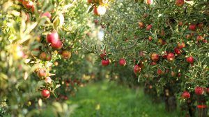 apple harvest time in Iran